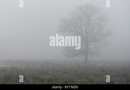 Single deciduous tree in dense fog behind a wetland meadow in a nature reserve in Germany Stock Photo