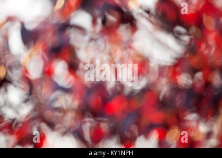 Defocused autumn bokeh background, red colors from tree branches Stock Photo