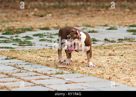 French bulldog in front yard Stock Photo