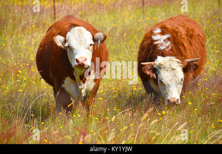 Cow and Bull in a field of dandelions. Stock Photo