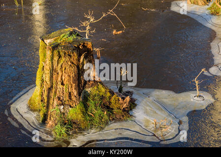 Gnarled and frozen tree stump in ice. Stock Photo