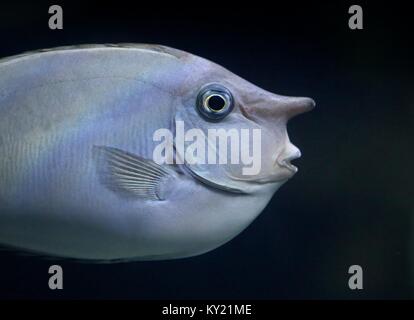 Pacific Spotted or Short-nosed Unicornfish (Naso brevirostris) Stock Photo
