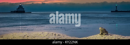 A snow owl sits on a seagull just killed as the sun rises over the lighthouses of Manitowoc, Wisconsin. Stock Photo