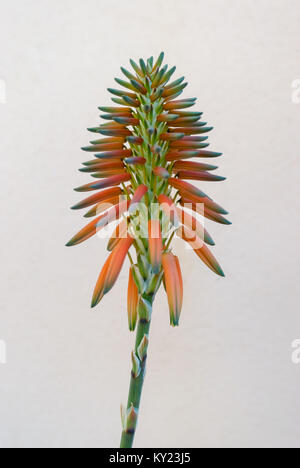 Closeup orange aloe mitriformis flower Stock Photo