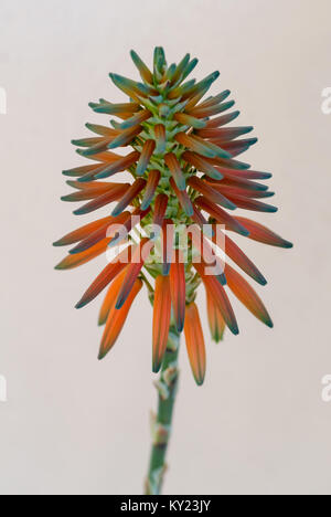 Closeup orange aloe mitriformis flower Stock Photo