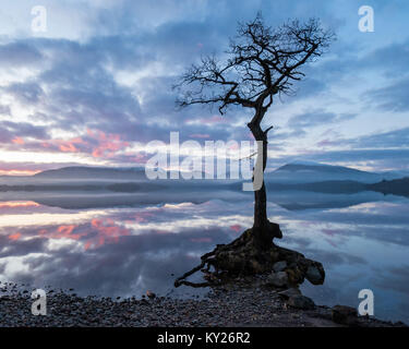 Loch Lomond winter sunset at the lone tree, Milarrochy Bay, Loch Lomond, Scotland, UK Stock Photo