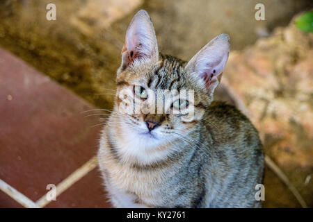 10 week old tabby kitten with large ears looking up at the camera Stock Photo