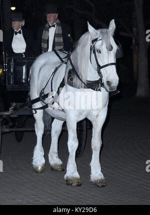 Hollywood, California, USA. 11th Jan, 2018. Lace the Horse at the Los Angeles Premiere of TNT's 'The Alienist' at The Paramount Lot on January 11, 2018 in Hollywood, California. Credit: Barry King/Alamy Live News Stock Photo