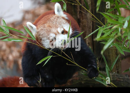 Nuremberg, Germany. 12th Jan, 2018. A small red panda (Ailurus fulgens) eating in its cage at the zoo in Nuremberg, Germany, 12 January 2018. Credit: Daniel Karmann/dpa/Alamy Live News Stock Photo