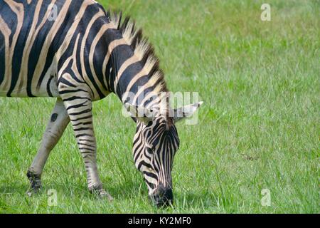 Zebra, Equus quagga, grazing Australia Zoo, Beerwah, Queensland, Australia Stock Photo