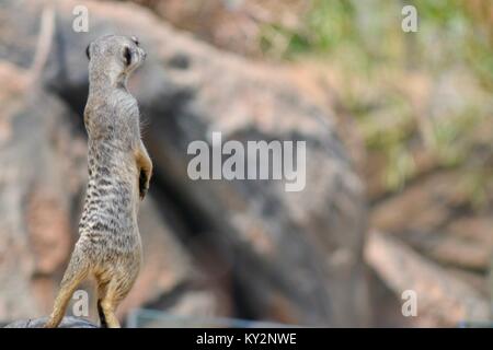 Meerkat Australia Zoo, Beerwah, Queensland, Australia Stock Photo