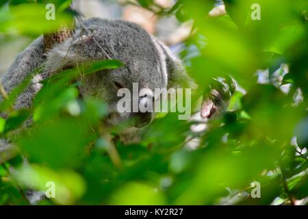 Koala, Phascolarctos cinereus, framed by eucalypt leaves, Australia Zoo, Beerwah, Queensland, Australia Stock Photo
