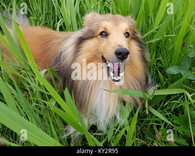 Sheltie; Shetland Sheepdog, mini collie Stock Photo