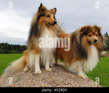 Sheltie; Shetland Sheepdog, mini collie Stock Photo