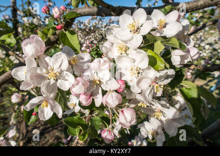 Apple blossom in full bloom at an orchard in East Sussex, UK Stock Photo