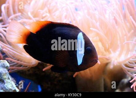 Pacific Cinnamon or Fire clownfish (Amphiprion melanopus), a.k.a red and black anemonefish. Stock Photo