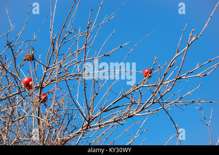 Wild pomegranates on the Punica tree branches on the clear blue sky background Stock Photo