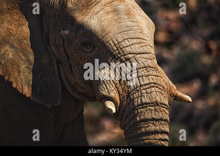 Close-up of elephant showing its tusk Stock Photo