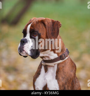 Portrait of German boxer dog sitting on a meadow, close up Stock Photo