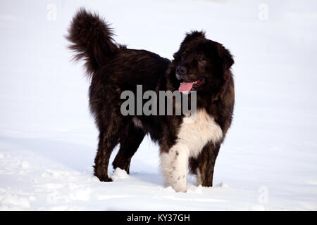 big black bulgarian shepherd dog in winter fields Stock Photo