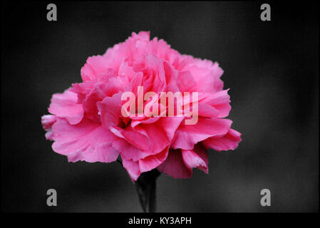 Carnation Stock Photo