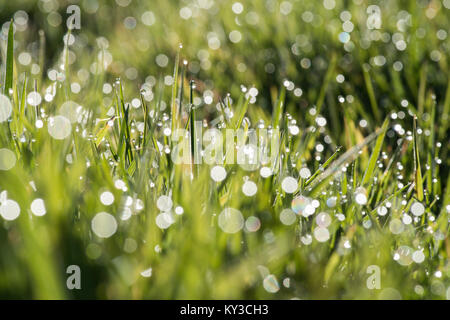 Dew drops on the grass following a very foggy night pick up the early morning sunlight