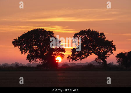 Sun setting between two oak trees Stock Photo
