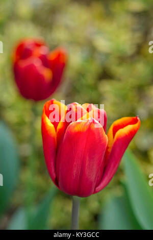 Tulipa  'Abu Hassan' Stock Photo