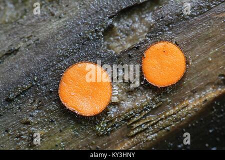 Common eyelash, Scutellinia scutellata Stock Photo
