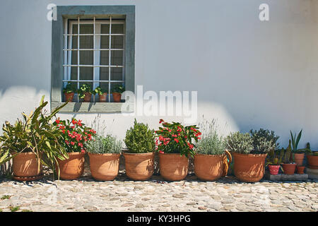 Ceramic pots with decorative plants standing by the wall Stock Photo