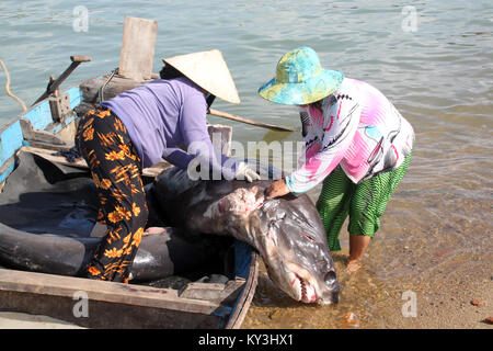 Woman with dead shark on the beach in Nha Trang, Vietnam Stock Photo