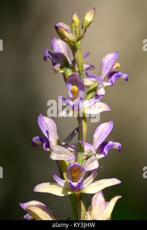 Epipactis helleborine, the broad-leaved helleborine Flower, in Springtime, at Letea Forest Stock Photo