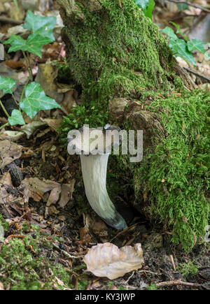 Horn of Plenty Fungus: Craterellus cornucopioides. Sussex, UK. Stock Photo