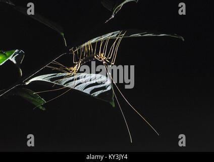 Long-Legged Centipede: Scutigera sp. Danum Valley, Borneo. Stock Photo