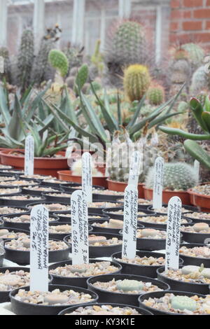 Succulent and cactus plant on display at Oakdene cactus nursery, near Barnsley, South Yorkshire, England, UK, Stock Photo