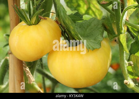 'White Wonder' tomatoes, a tasty heirloom variety growing on a tomato plant vine in a greenhouse, England, UK Stock Photo