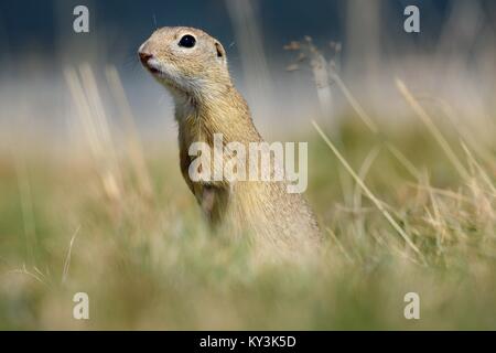 European ground squirrel stands upright on his hind legs Stock Photo