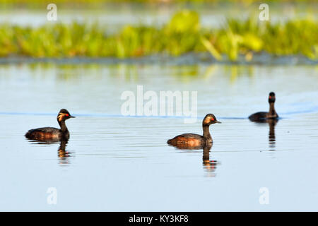 Group of Black Necked Grebes (Podiceps nigricollis) on Water, in Springtime Stock Photo