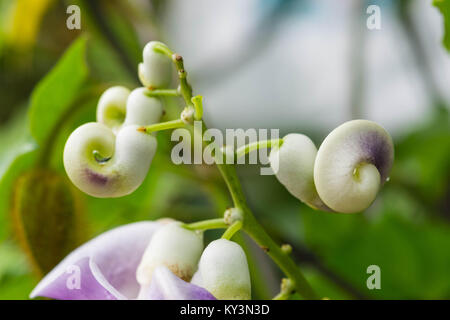 Vigna Caracalla close up, known as Snailflower, with amazing scent Stock Photo