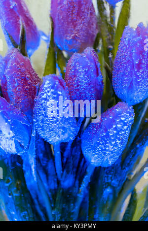 Decorative bunch of tulips in ice Stock Photo