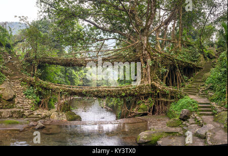 Living roots bridge near Nongriat village, Cherrapunjee, Meghalaya, India. This bridge is formed by training tree roots over years to knit together. Stock Photo