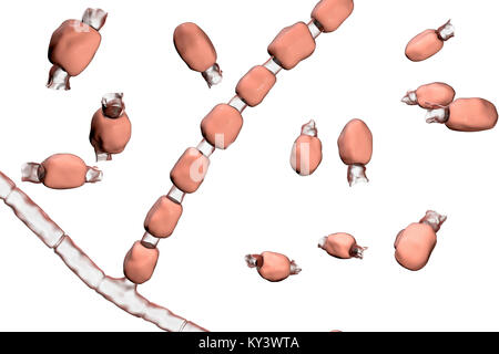 Coccidioidomycosis fungus. Computer illustration of thick-walled arthroconidia and arthrospores from the fungus Coccidioides immitis. This fungus is found in desert and semi-arid regions, and is endemic to south-western USA, Mexico and South America. C. immitis is the causative agent of coccidioidomyocosis, also known as valley fever. The route of infection is almost always pulmonary, by inhalation of the spores. Agricultural workers are particularly at risk. Symptoms include a cough, chest pain, fever, rash and fatigue. Treatment is by antibiotic and antifungal drugs. Stock Photo