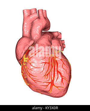 Heart,computer illustration.The heart is a hollow sac (lower frame) of muscular tissue that pumps blood around the body.Small surface coronary blood vessels supply the heart muscle with blood.Four major blood vessels (upper frame) bring blood to and from the heart.From upper left to centre right they are: the vena cava (the vein returning deoxygenated blood from the body); the aorta (artery through which oxygenated blood is pumped to the body); the pulmonary artery (through which deoxygenated blood is pumped to the lungs) Stock Photo