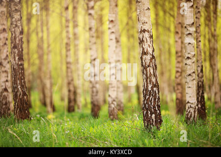 birch tree forest in morning Stock Photo