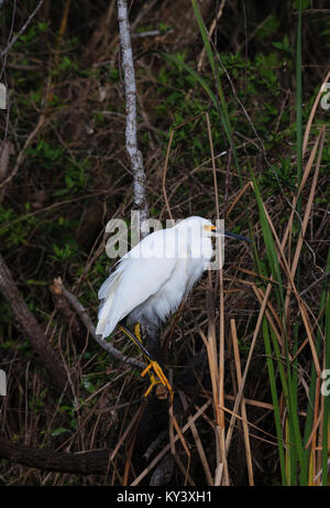 A Snowy Egret amongst the swamps of the Everglades National Park, Florida Stock Photo