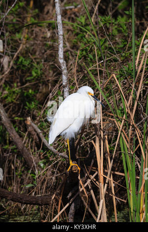 A Snowy Egret amongst the swamps of the Everglades National Park, Florida Stock Photo