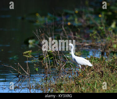 A Snowy Egret amongst the swamps of the Everglades National Park, Florida Stock Photo
