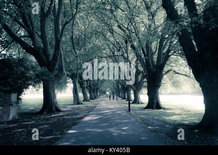 Long and straight avenue in public park with big trees on the side Stock Photo