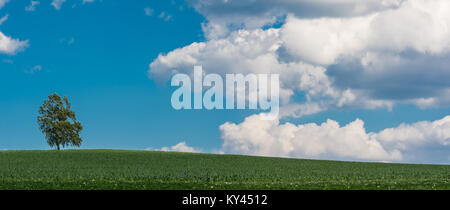 Alone birch on the horizon. Betula. Solitary tree in green cornfield. Under a blue sky with white clouds. Stock Photo