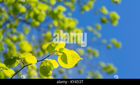 Cheerful summer play of light and shadows. Beautiful yellow lighted birch leaves with blurred blue sky in the background. Stock Photo